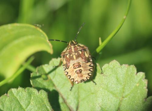 Carpocoris mediterraneus atlanticus